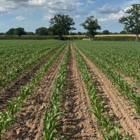 maize establishment in field