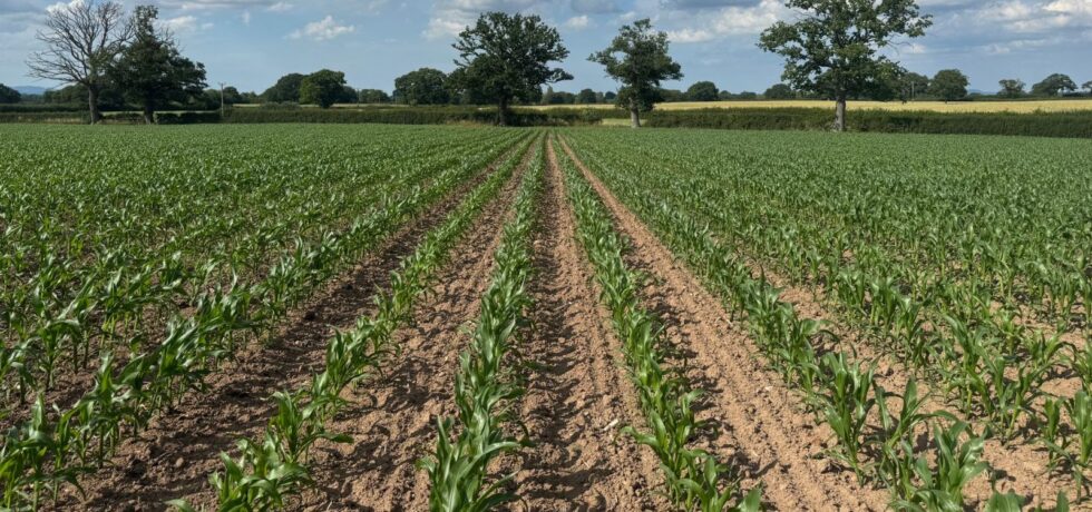 maize establishment in field