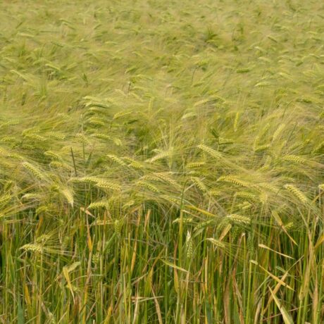 barley field near harvest