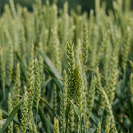green wheat crop
