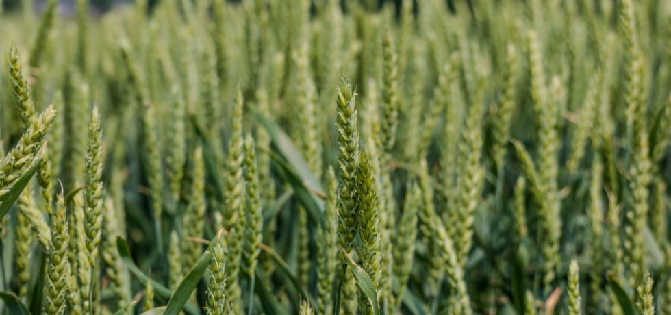 green wheat crop