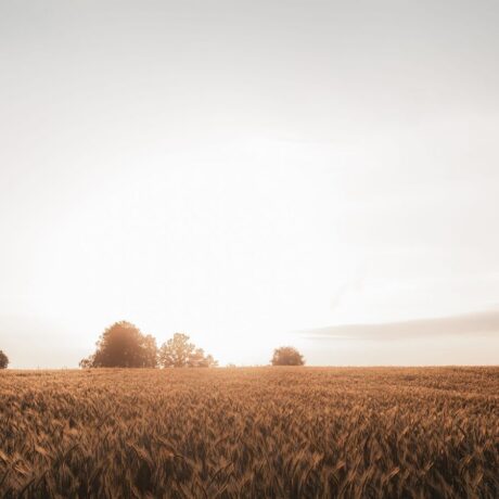 sunset over wheat field
