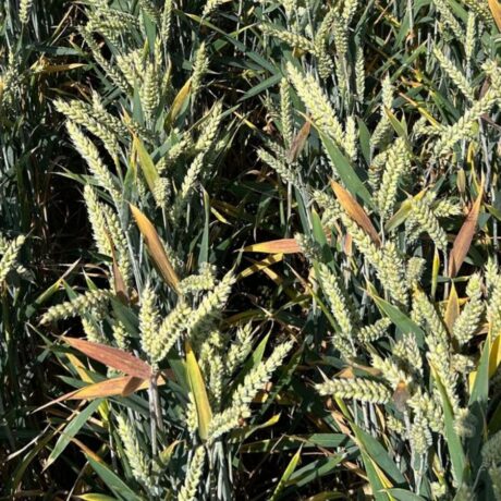 wheat crop flag leaf