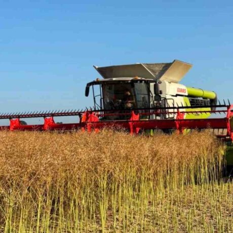 Image of a combine harvesting a oilseed rape field