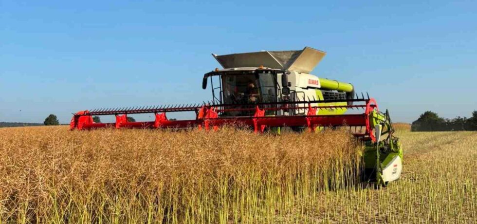 Image of a combine harvesting a oilseed rape field