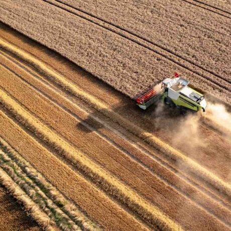 Image of a combine harvesting a field