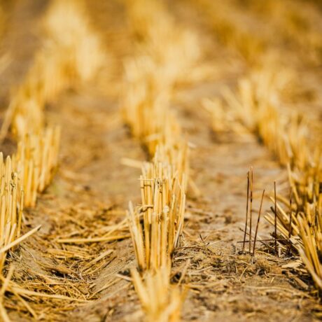 dry wheat stubble