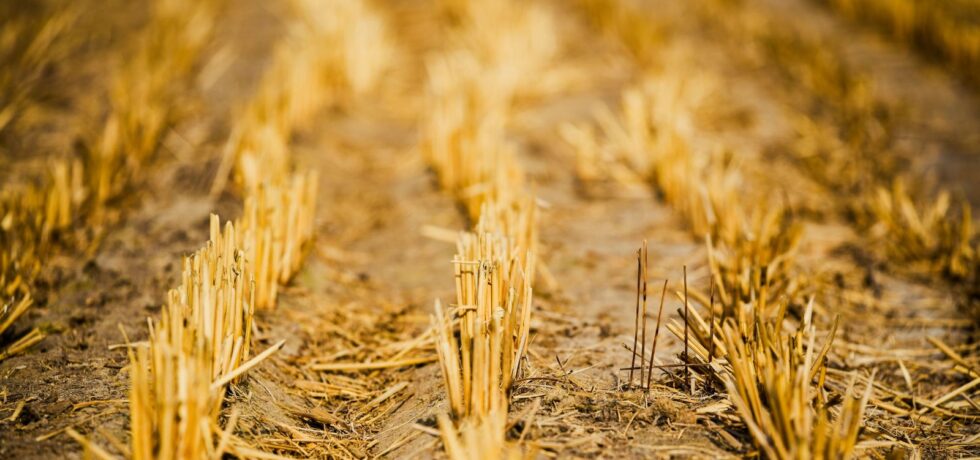 dry wheat stubble