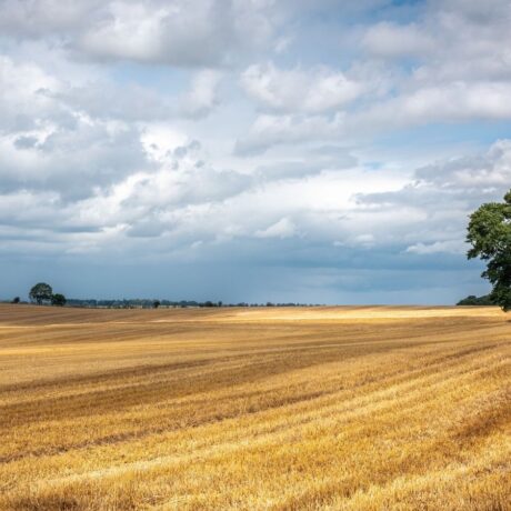 Golden fields with a solitary tree under a blue sky in the UK