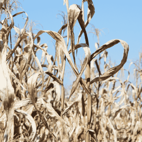 Image of dried out crop