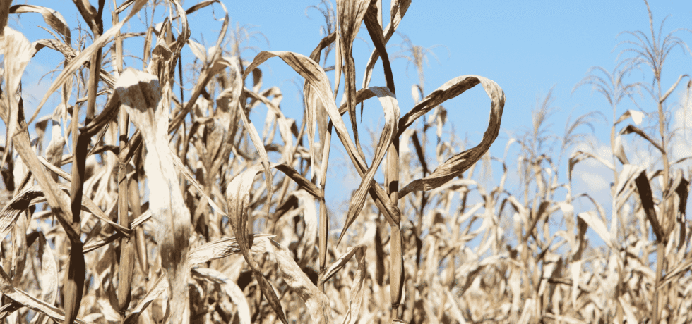Image of dried out crop