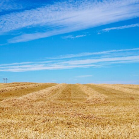 field of straw post harvest
