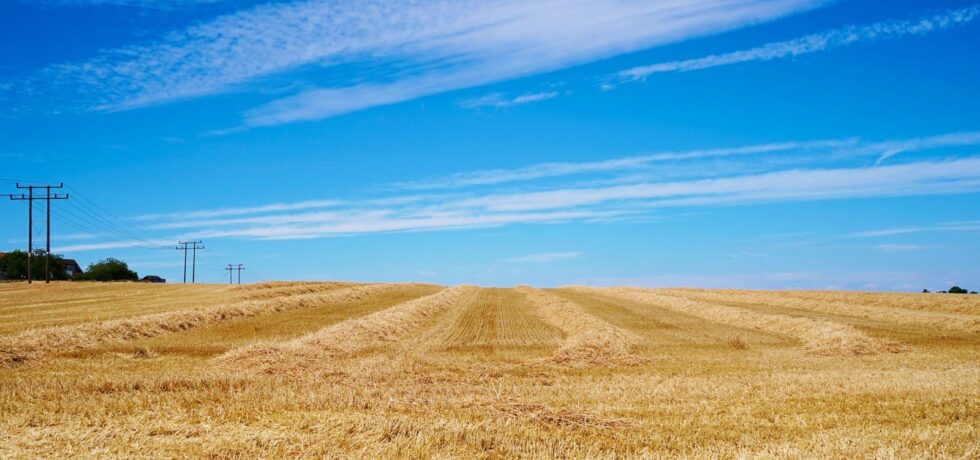 field of straw post harvest