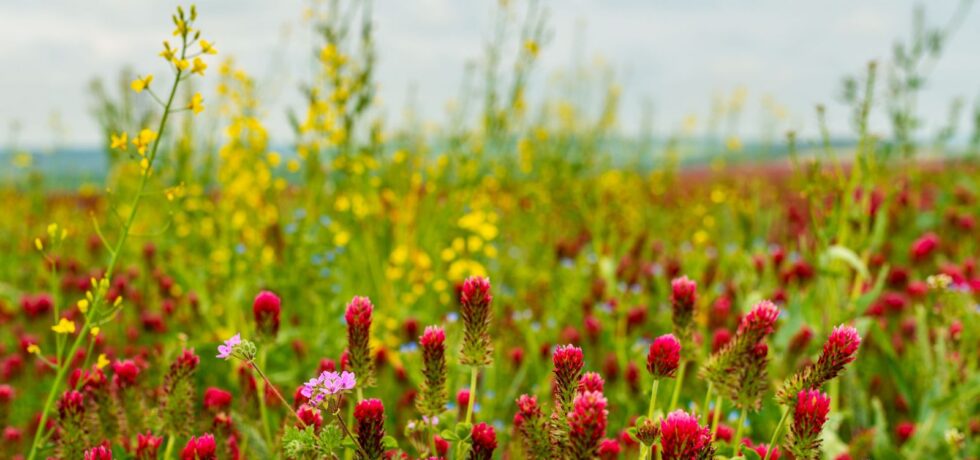 red and green wildflowers