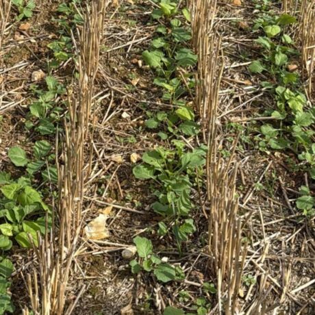 oilseed rape crop emerging