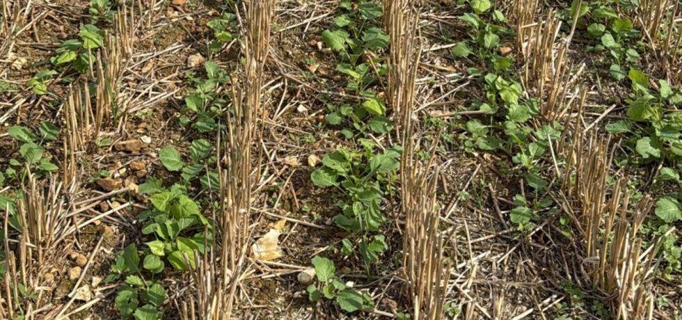 oilseed rape crop emerging