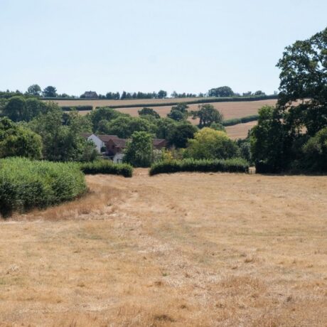 dry field with green trees and building in the distance
