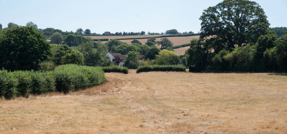 dry field with green trees and building in the distance