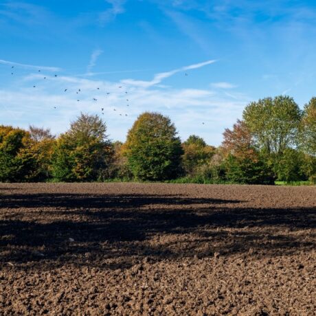 ploughed land and blue skies with trees