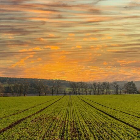 sunsetting over agricultural field