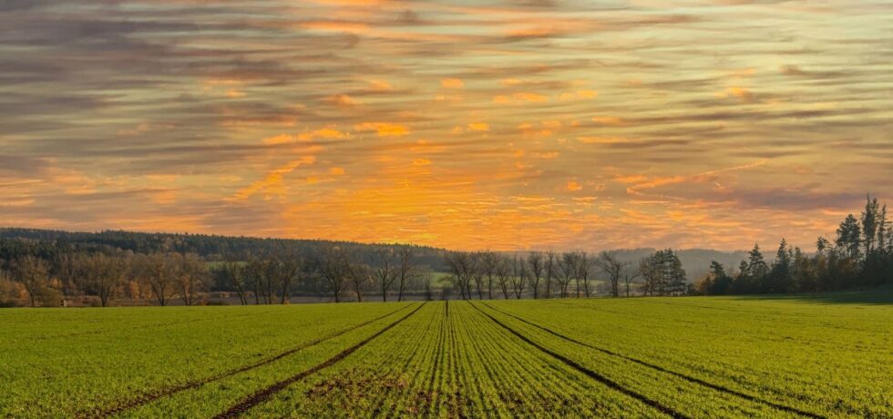 sunsetting over agricultural field