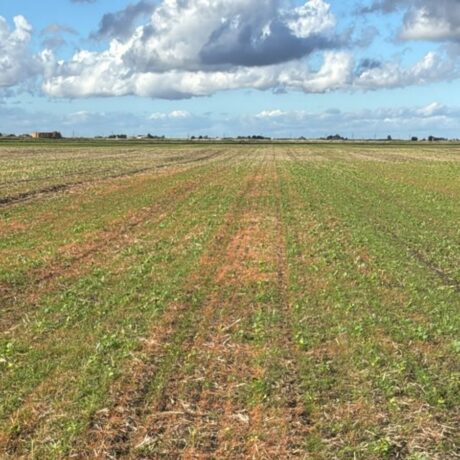 agricultural field with blue skies