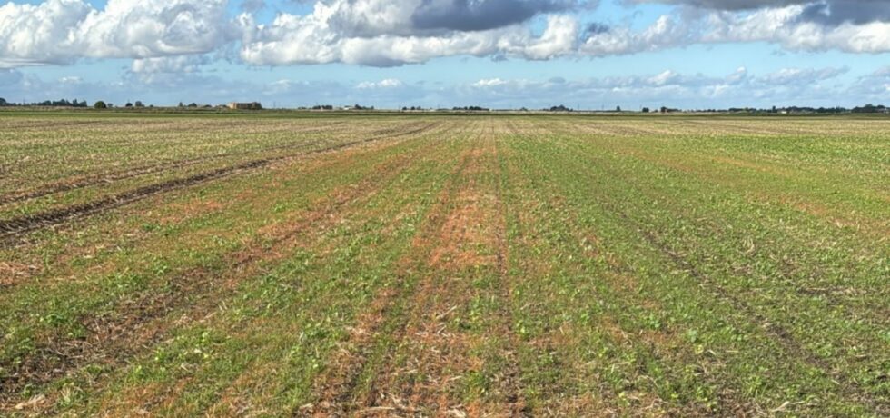 agricultural field with blue skies